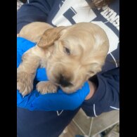 Cocker Spaniel (Show)