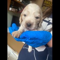 Cocker Spaniel (Show)