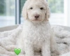 Poodle