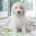 Poodle