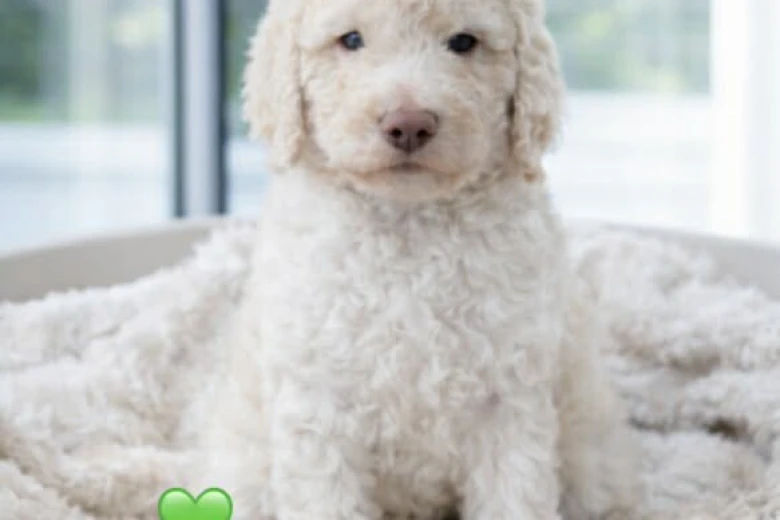 Poodle