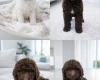 Poodle