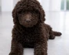 Poodle