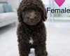 Poodle