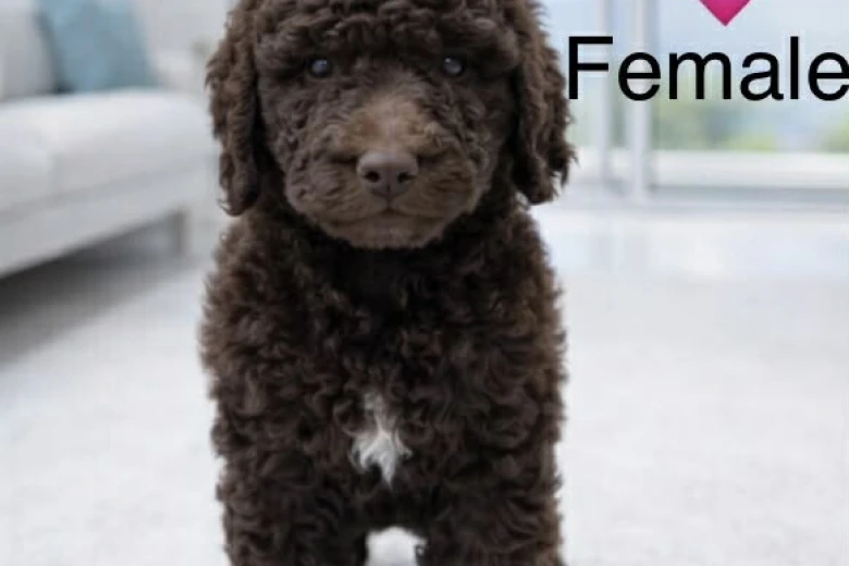 Poodle