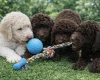 Poodle