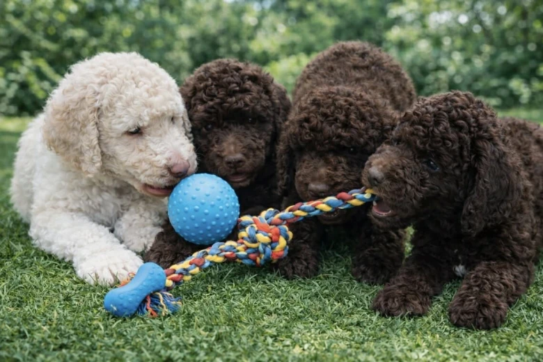 Poodle