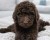 Poodle
