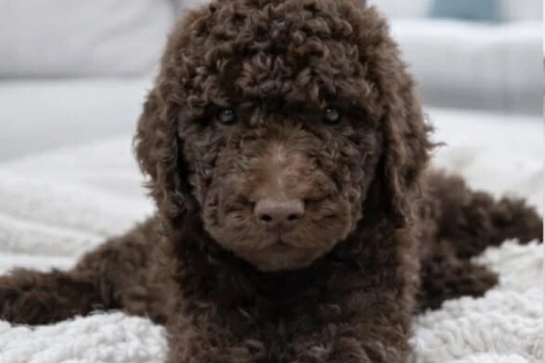 Poodle