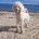 Poodle