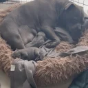 Staffordshire Bull Terrier