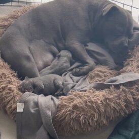 Staffordshire Bull Terrier