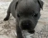 Staffordshire Bull Terrier