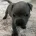 Staffordshire Bull Terrier