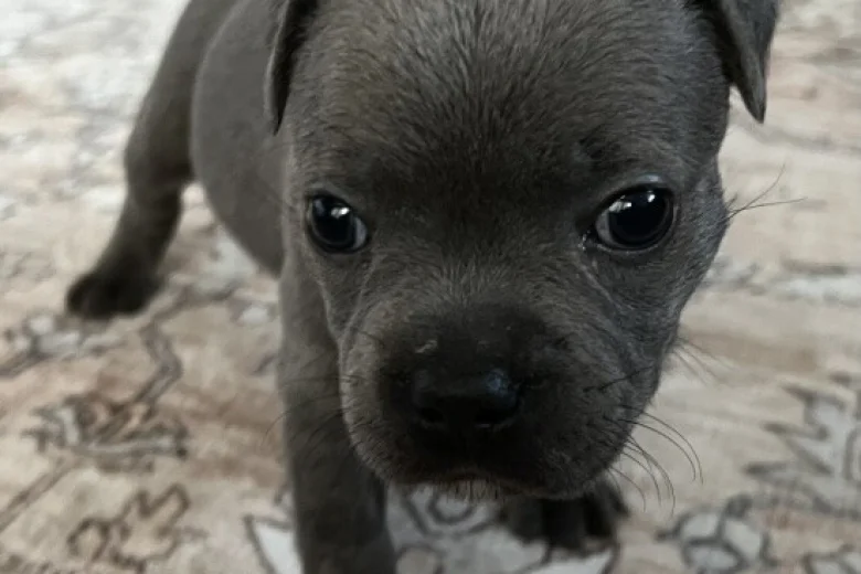 Staffordshire Bull Terrier