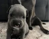 Staffordshire Bull Terrier