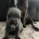 Staffordshire Bull Terrier
