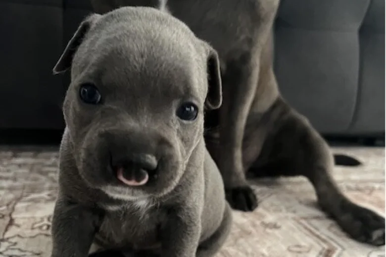 Staffordshire Bull Terrier