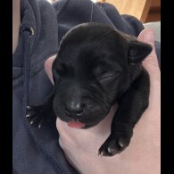 Staffordshire Bull Terrier