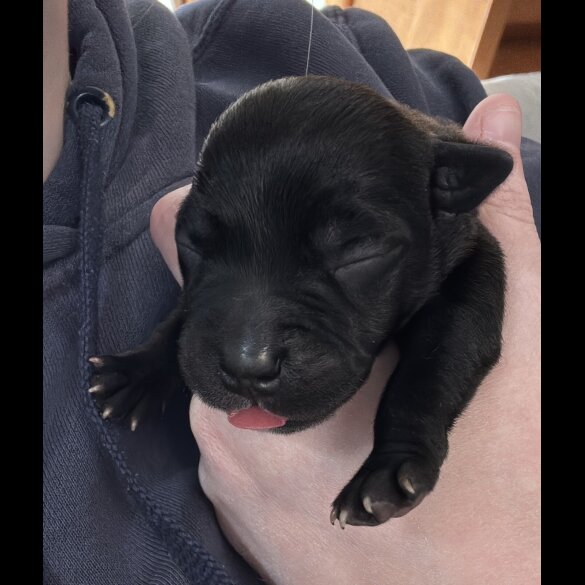 Staffordshire Bull Terrier