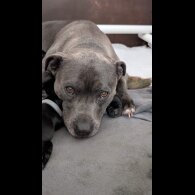 Staffordshire Bull Terrier