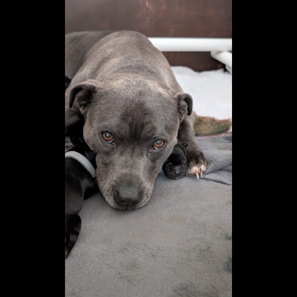 Staffordshire Bull Terrier