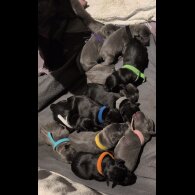 Staffordshire Bull Terrier