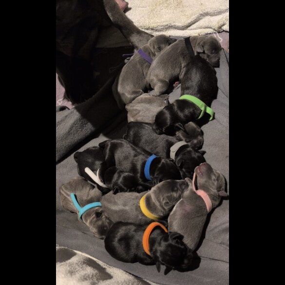 Staffordshire Bull Terrier