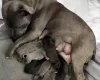 Staffordshire Bull Terrier