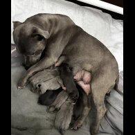 Staffordshire Bull Terrier