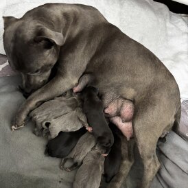 Staffordshire Bull Terrier