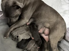 Staffordshire Bull Terrier