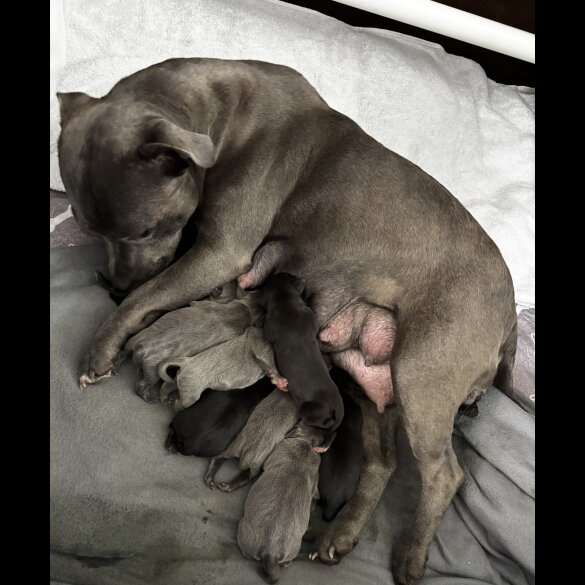 Staffordshire Bull Terrier