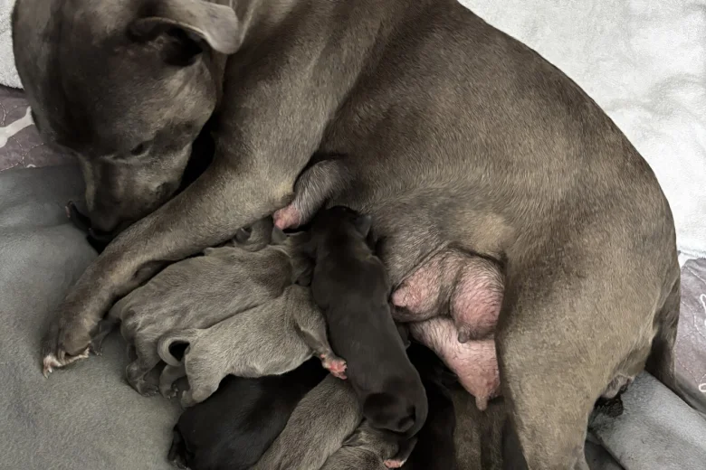 Staffordshire Bull Terrier