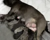 Staffordshire Bull Terrier