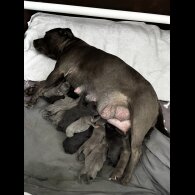 Staffordshire Bull Terrier