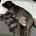 Staffordshire Bull Terrier