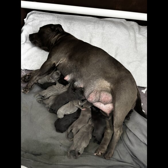 Staffordshire Bull Terrier