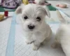 Maltese