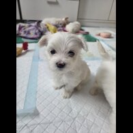 Maltese