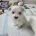 Maltese