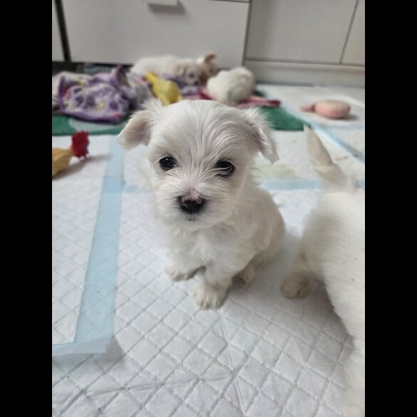 Maltese