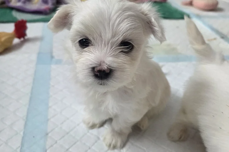 Maltese