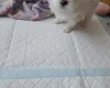 Maltese