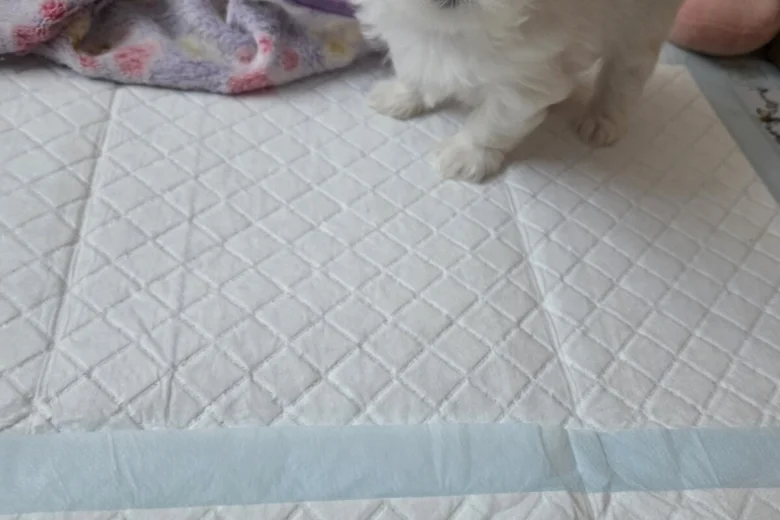 Maltese
