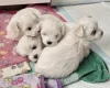 Maltese