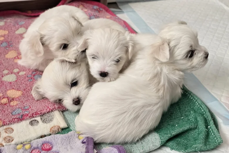 Maltese