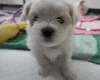 Maltese