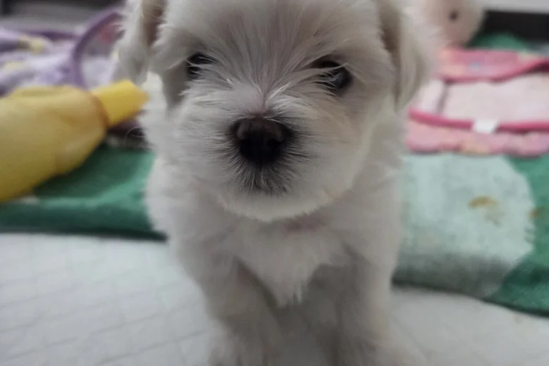 Maltese