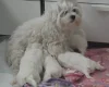 Maltese